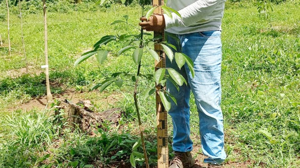 Tiene México potencial productivo para el cultivo de hule: SADER