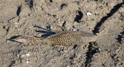 Presa El Cuchillo bajo supervisión por medidas preventivas contra pez diablo