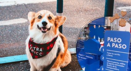 Walmart se vuelve ‘Pet Friendly’ en México; conoce todas las reglas | VIDEO