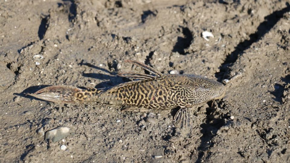 Personal de Parques y Vida Silvestre realizará monitoreo en la Presa El Cuchillo para prevenir la propagación del pez diablo.