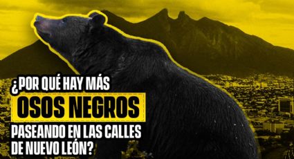¿Por qué hay más osos negros paseando en las calles de Nuevo León?