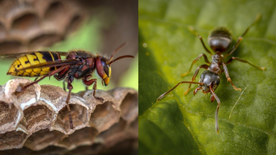 Insectos con la mordedura más dolorosa