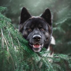 Akita japonés: lo que debes saber antes de adoptar esta raza de perros