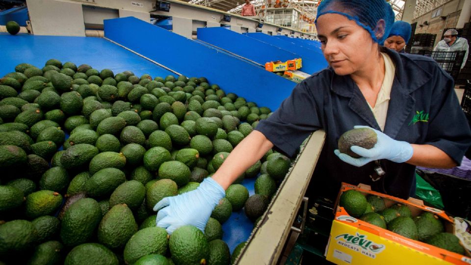 La balanza agroalimentaria mexicana registra superávit de enero a julio, señala Sader.