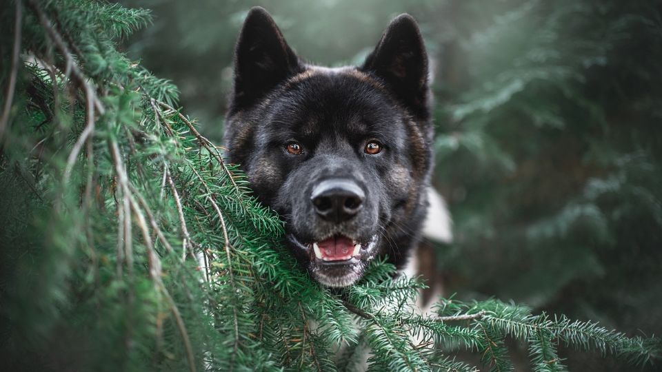 Así son los akita japonés.