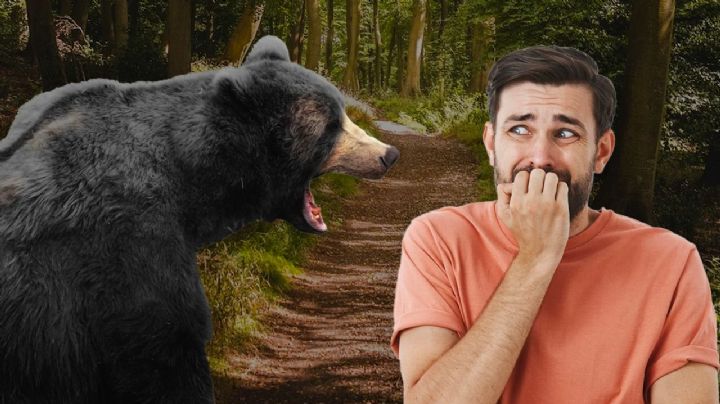 ¿Qué hacer ante un ataque o avistamiento de un oso?