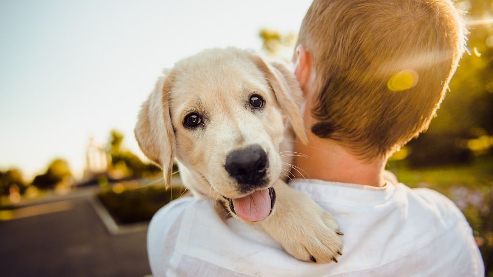 Así es como los perros escogen a su persona favorita; por eso te siguen tanto.