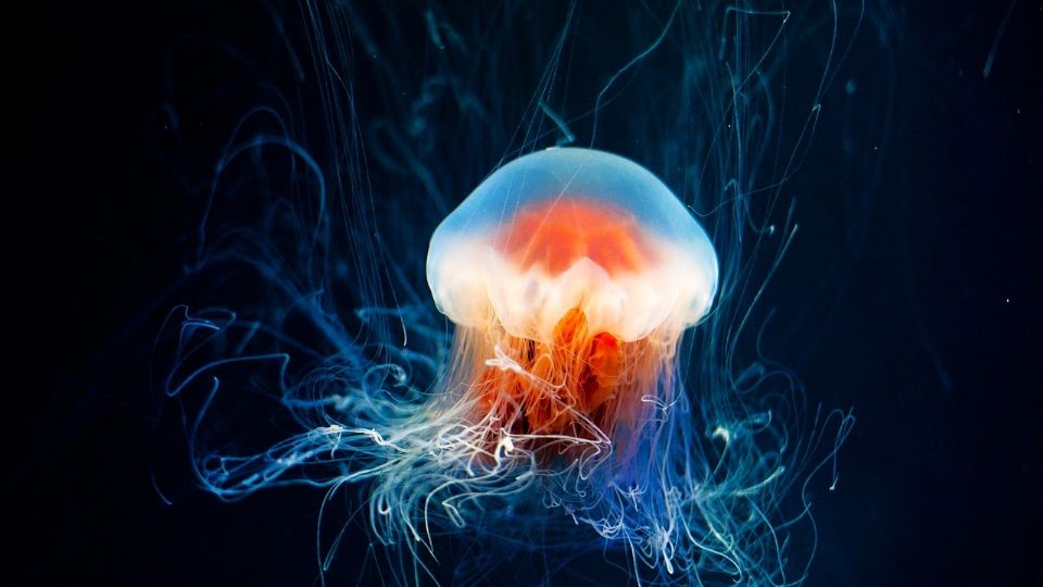 Imagen ilustrativa de una medusa.