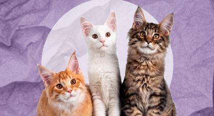 Estas son las 3 razas de gatos más raras del mundo