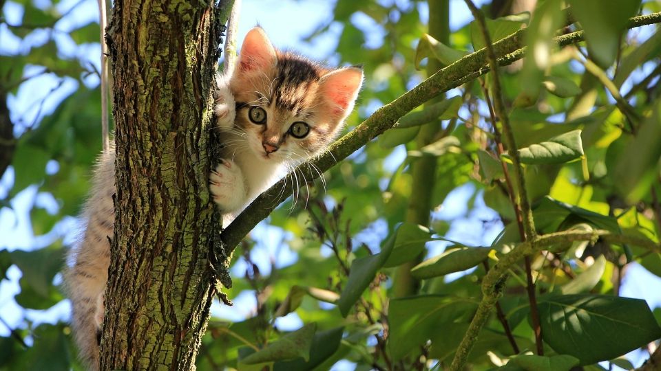 ¿Cómo es que los gatos saben regresar a casa después de que se escapan?