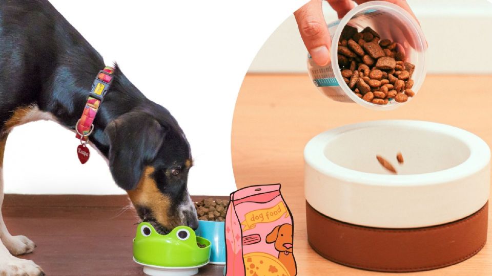 Toma en cuenta esta información para la alimentación de tu perrito.