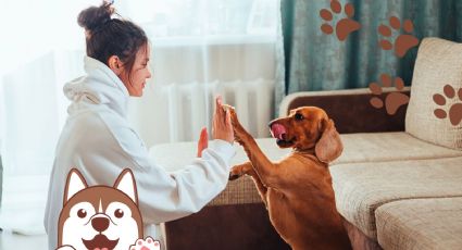 Si regañas a tu perro quizás lo estás haciendo mal; esta es la forma correcta de corregirlo