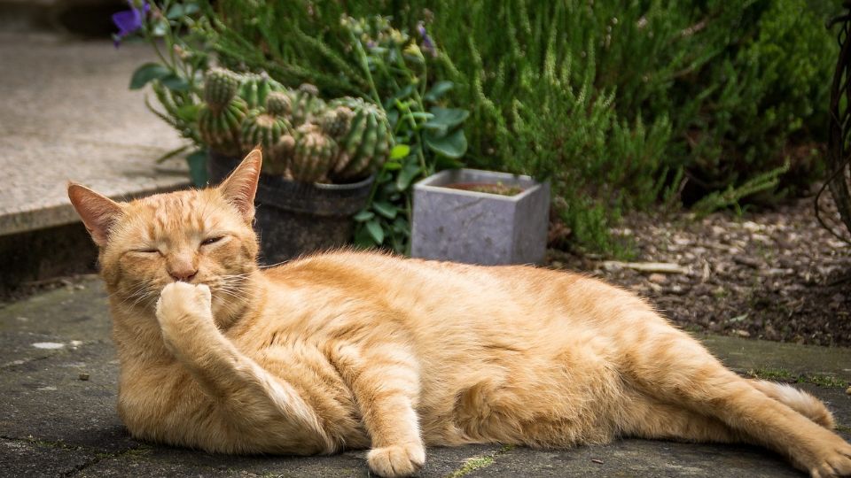 Una gata en Turquía se hace viral por recibir dinero sólo por acostarse en el suelo.