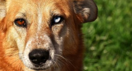 Las 3 razas de perros más antiguas del mundo; uno de ellos no emite ladrido