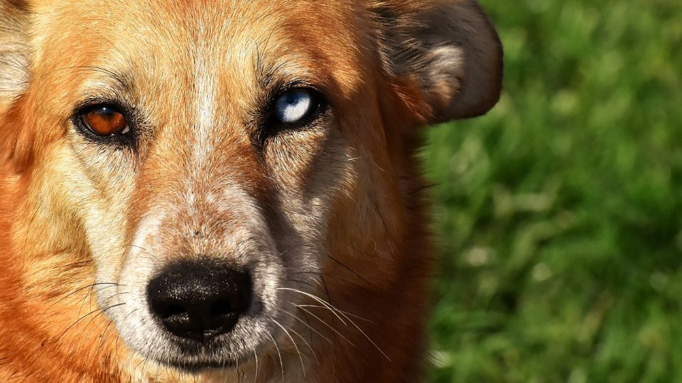 Las 3 razas de perros más antiguas del mundo; uno de ellos no emite ladrido.