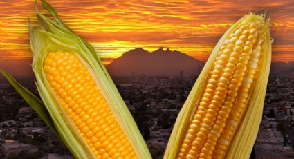 ¿Conoces los tipos de maíz que se cultivan en Nuevo León? Estas son las variedades