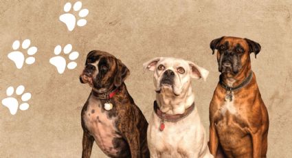 Las 5 mejores razas de perros para proteger a tu familia