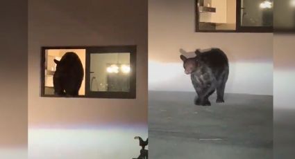 Captan oso al interior de un domicilio en Monterrey | VIDEO
