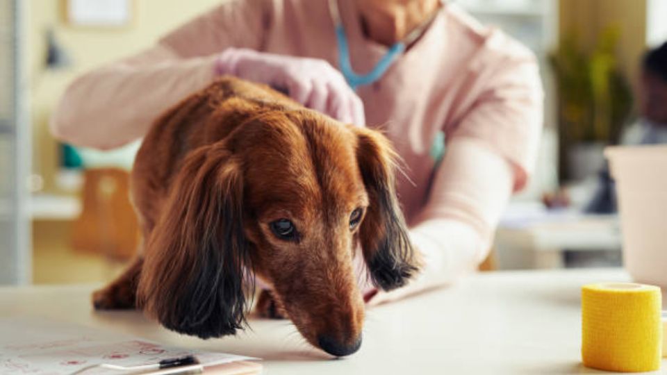 Perrito geriátrico