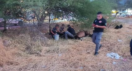 Detienen a dos hombres por maltrato contra caballos en Guadalupe y Apodaca