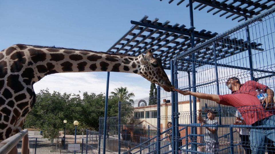 Benito se actualmente esta en el Parque Central, y pronto será trasladado.