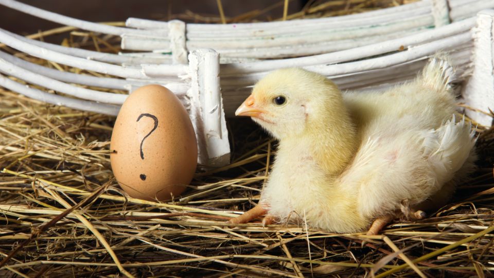 ¿Qué fue primero, el huevo o la gallina?