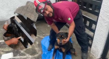 Rescatan a perrita que quedó atorada en un barandal en Escobedo