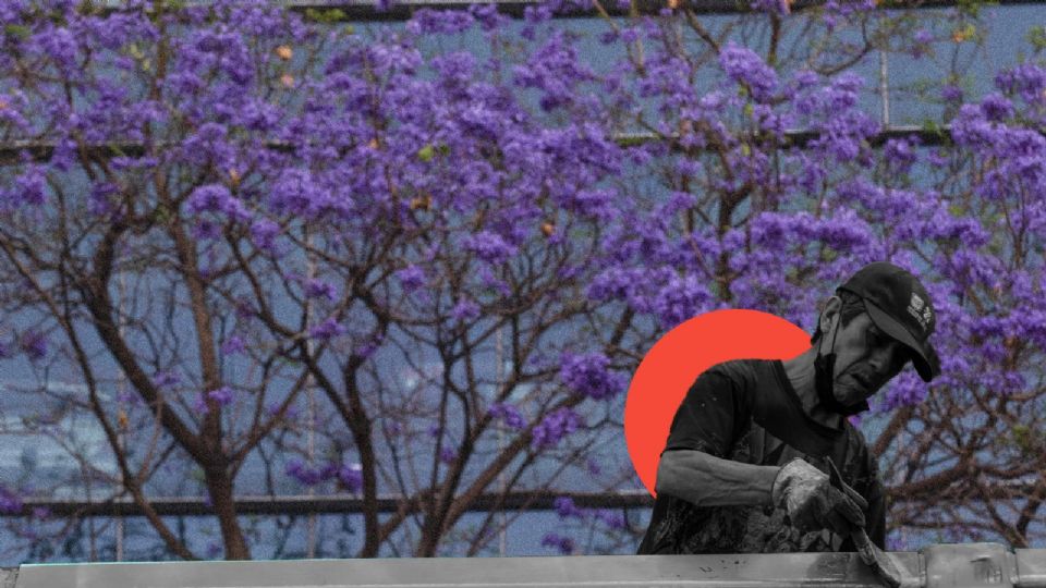 ¿Te ha tocado ver jacarandas por tu camino?