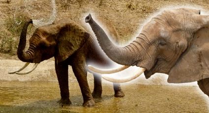 Benito no es el único: piden llevar a la elefanta Ely del Zoológico de Aragón a un santuario