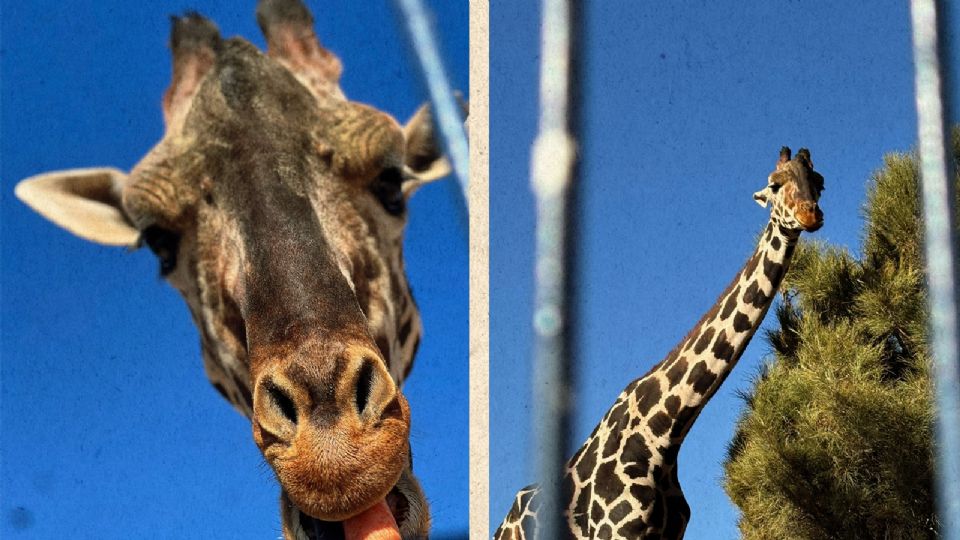 La historia de maltrato animal de la jirafa Benito que terminó en un final feliz