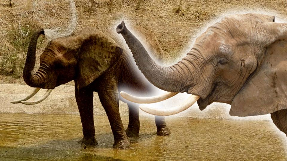 Activistas piden la liberación de la elefanta Ely del Zoológico de Aragón