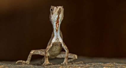 Científicos encuentran un pequeño dragón en la India