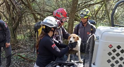 Protección Civil rescata a perro en cerro del municipio de Juárez