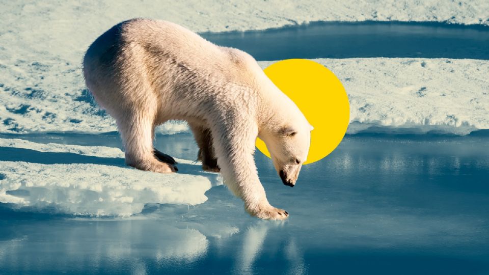 Oso polar enfrenta el cambio climático .