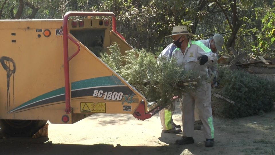 La alcaldía Álvaro Obregón pone en marcha el programa de reciclaje de árboles de Navidad.