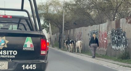 Vacas pasean por calles y sorprenden a vecinos de Apodaca | VIDEO