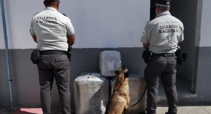 Evita GN envío de estupefacientes en una empresa de paquetería en San Luis Potosí