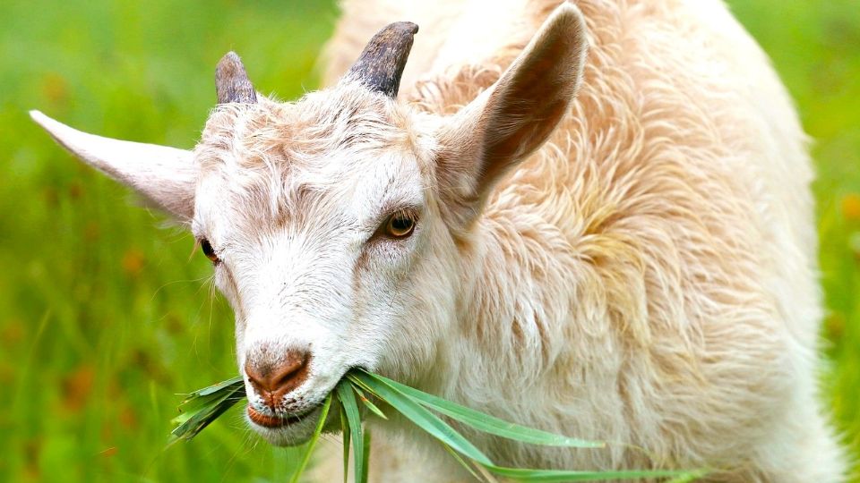 No sólo los perros saben cuándo estás enojado; las cabras también distinguen emociones en la voz humana.