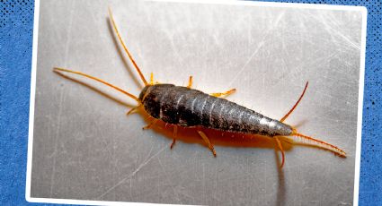 Pececillo de plata: ¿Qué tan peligroso es este insecto?