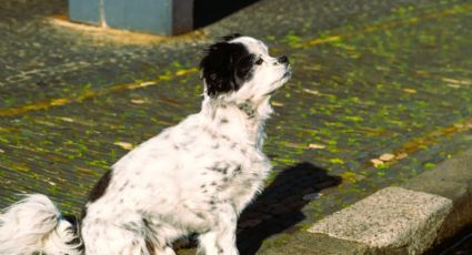 ¿Tu perro voltea a verte cada que los sacas a pasear? Este es el increíble significado