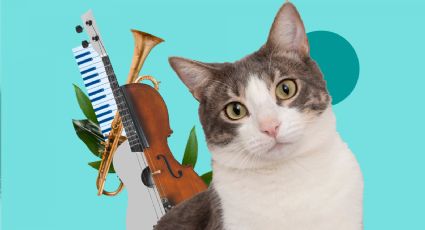 ¿Cuál es la música idónea para los gatos? Esto revela un estudio
