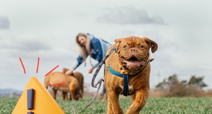 Evita que tu perro escape de casa; conoce las razones por las que puedes perderlo