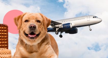 Estos son los nuevos requisitos para viajar con tu mascota en el avión en el 2024