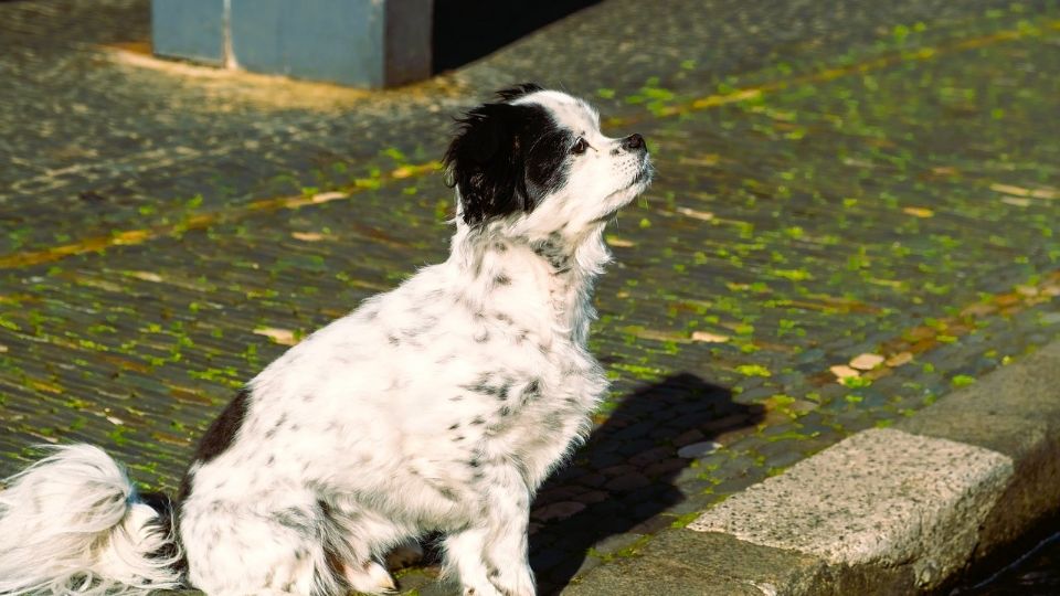 ¿Tu perro voltea a verte cada que los sacas a pasear? Este es el increíble significado.