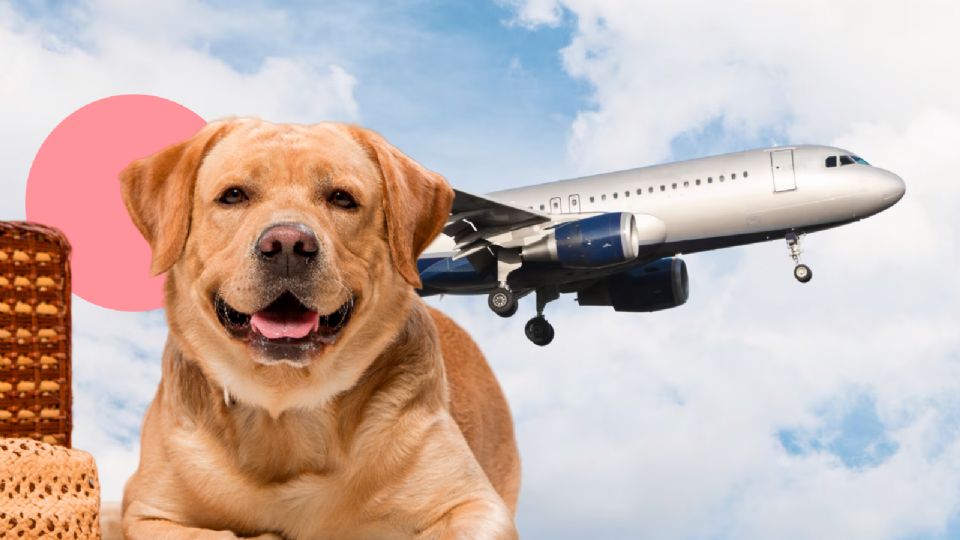 En 2024, las aerolíneas han introducido nuevos requisitos para viajar con mascotas en avión.