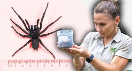 Descubren araña venenosa de casi 8 centímetros en Australia | VIDEO