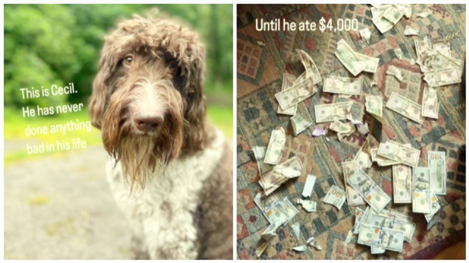 ¿Te imaginas perder tus ahorros? Un perrito se comió 4 mil dólares en billetes; esto sucedió | VIDEO