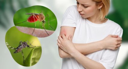 Estas son las especies de mosquitos que habitan en NL ¿Cómo evitar su picadura?