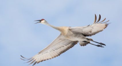 Huracán Milton: Habitantes de Florida reportan presencia de aves que predicen 'algo catastrófico'