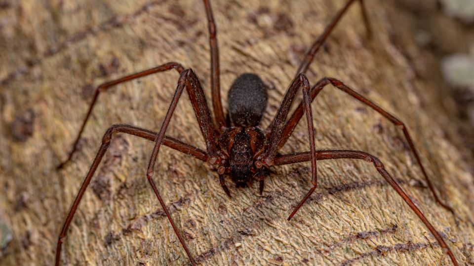 ¿Cuáles son los síntomas de la mordedura de la araña violinista?